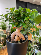 Load image into Gallery viewer, Bonsai Ficus Nerifolia - 8&quot;
