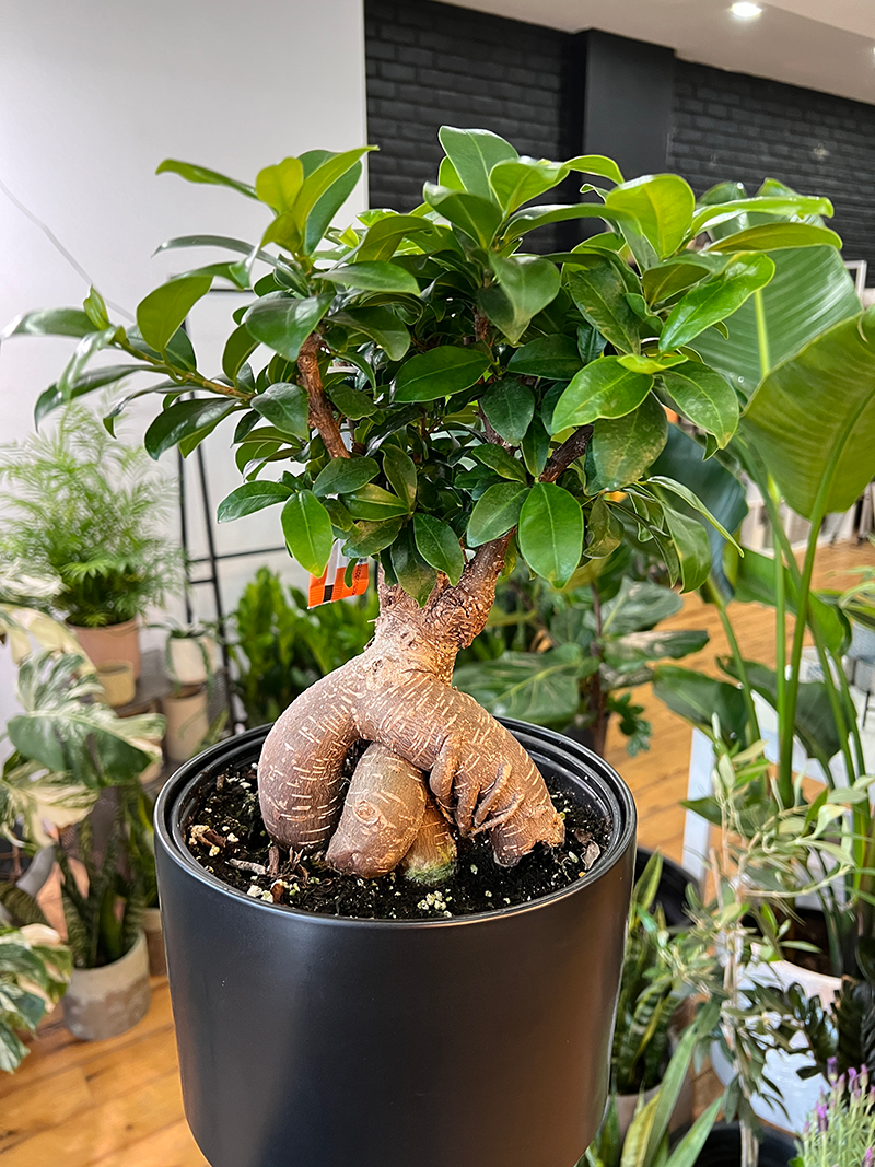 Bonsai Ficus Nerifolia - 8