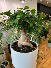 Load image into Gallery viewer, Bonsai Ficus Nerifolia - 8&quot;
