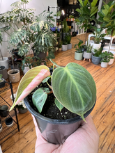 Load image into Gallery viewer, Philodendron El Choco Red - 3.5&quot;
