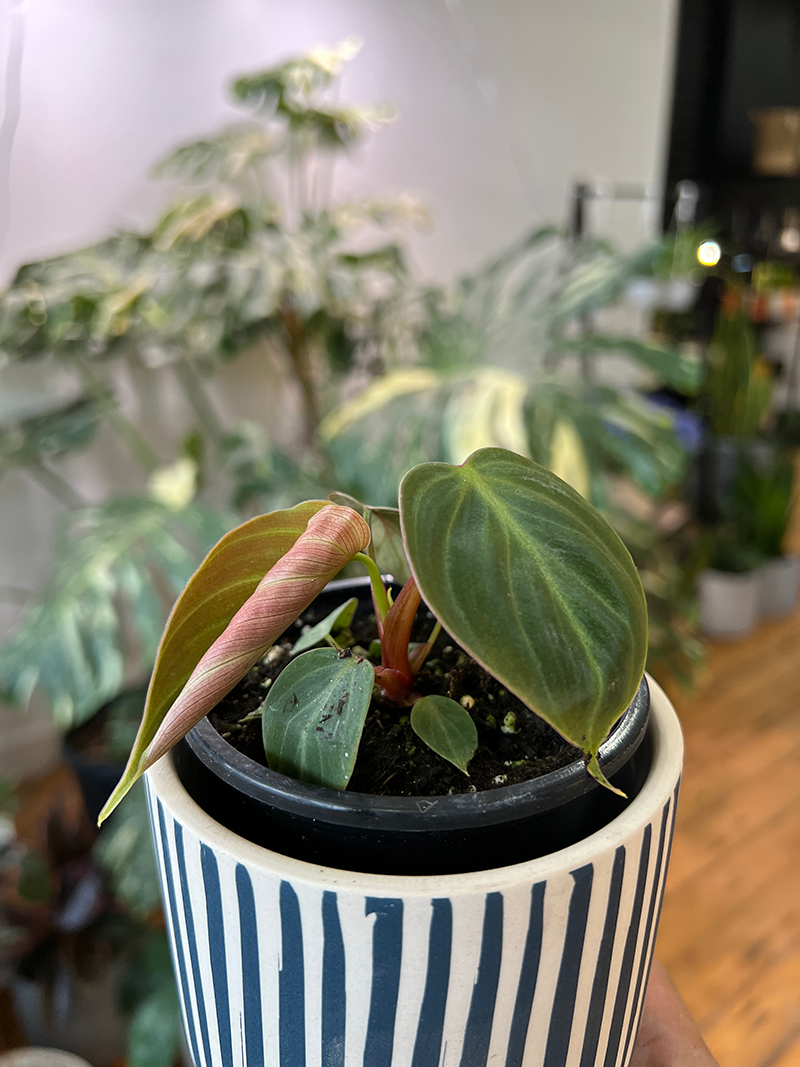 Philodendron El Choco Red - 3.5