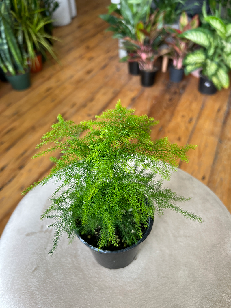 Asparagus Fern Plumosa Kokedama