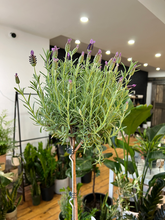 Load image into Gallery viewer, Spanish Lavender Topiary - 6&quot;
