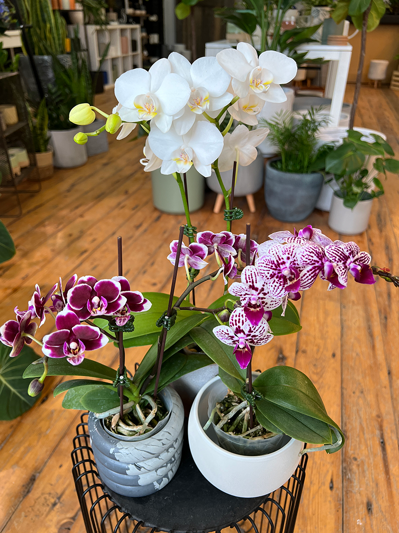 Mini Orchid - 3.5