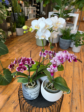 Load image into Gallery viewer, Mini Orchid - 3.5&quot;
