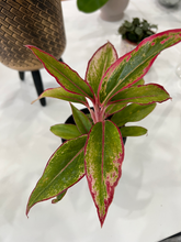 Load image into Gallery viewer, Aglaonema Red Gold- 4&quot;
