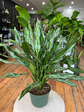 Load image into Gallery viewer, Aglaonema Cutlass - 6&quot;
