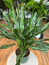 Load image into Gallery viewer, Aglaonema Cutlass - 6&quot;
