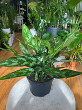 Load image into Gallery viewer, Aglaonema Maria - 6&quot;
