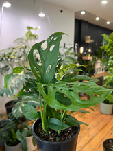 Load image into Gallery viewer, Monstera Adansonii - 5&quot;
