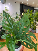 Load image into Gallery viewer, Monstera Adansonii - 5&quot;
