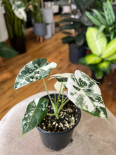 Load image into Gallery viewer, Variegated Alocasia Frydek - 4&quot;
