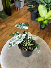 Load image into Gallery viewer, Variegated Alocasia Frydek - 4&quot;
