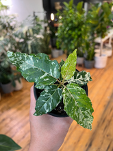 Load image into Gallery viewer, Ficus Aspera Variegated - 4&quot;
