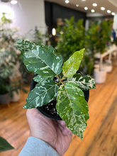 Load image into Gallery viewer, Ficus Aspera Variegated - 4&quot;
