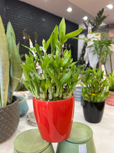 Load image into Gallery viewer, 3 Tier Lucky Bamboo With Ceramic Pot
