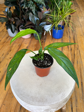 Load image into Gallery viewer, Epipremnum Baltic Blue - 4&quot;
