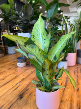 Load image into Gallery viewer, Dieffenbachia Camouflage - 6&quot;

