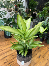 Load image into Gallery viewer, Dieffenbachia Cammouflage -10&quot;
