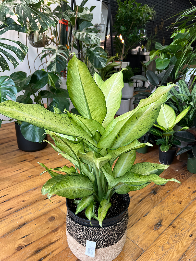 Dieffenbachia Cammouflage -10