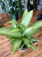 Load image into Gallery viewer, Dieffenbachia Cammouflage -10&quot;
