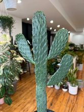Load image into Gallery viewer, Cartoon Cactus - 6&quot;

