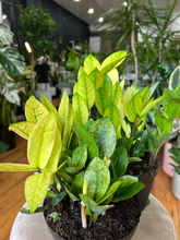 Load image into Gallery viewer, ZZ Chameleon - 6&quot;
