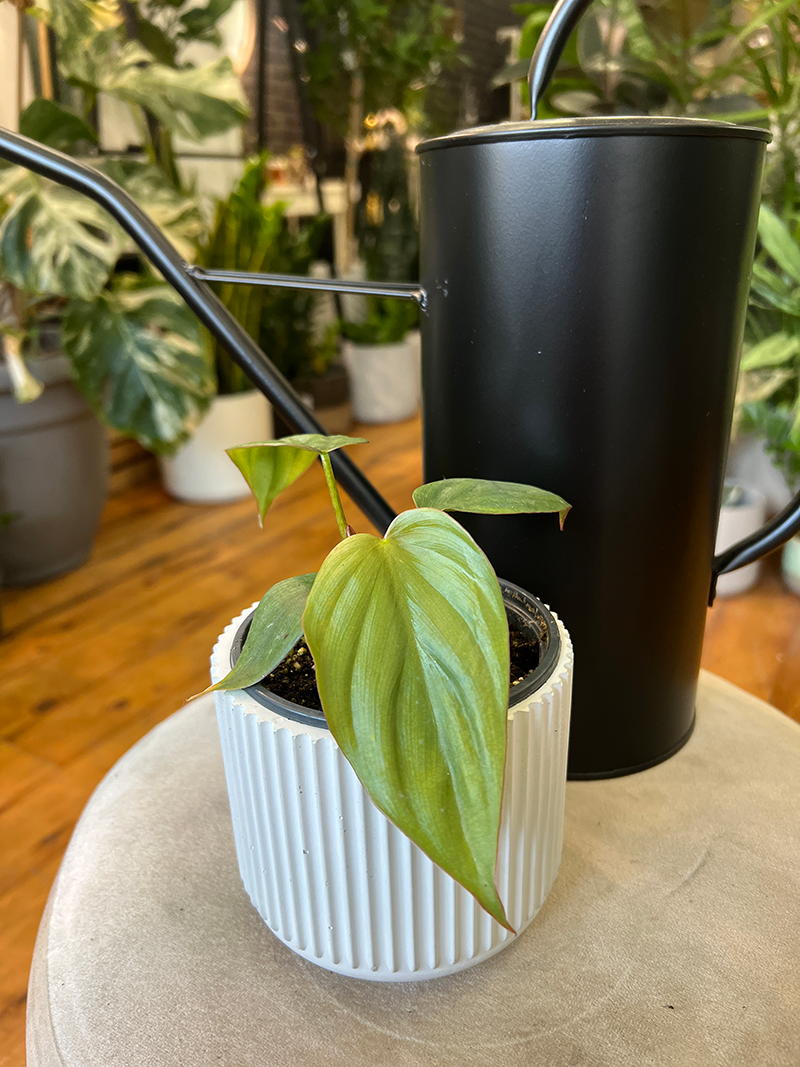 Philodendron Colombia - 3.5