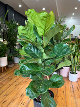 Load image into Gallery viewer, Ficus Lyrata Standard Tree - 10&quot;/4&#39;
