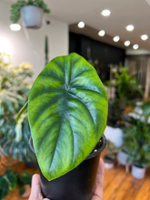 Load image into Gallery viewer, Alocasia Green Shield - 4&quot;

