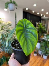 Load image into Gallery viewer, Alocasia Green Shield - 4&quot;
