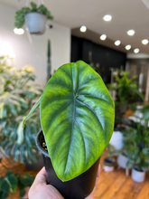 Load image into Gallery viewer, Alocasia Green Shield - 4&quot;
