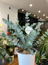 Load image into Gallery viewer, Eucalyptus Plant - 6&quot;
