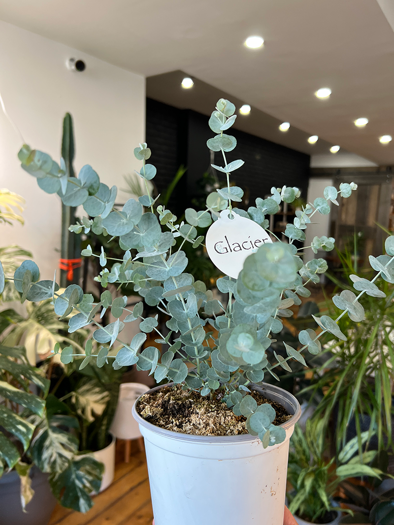 Eucalyptus Plant - 6