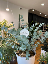 Load image into Gallery viewer, Eucalyptus Plant - 6&quot;
