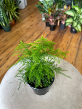 Load image into Gallery viewer, Asparagus Plumosa Fern - 3.5&quot;
