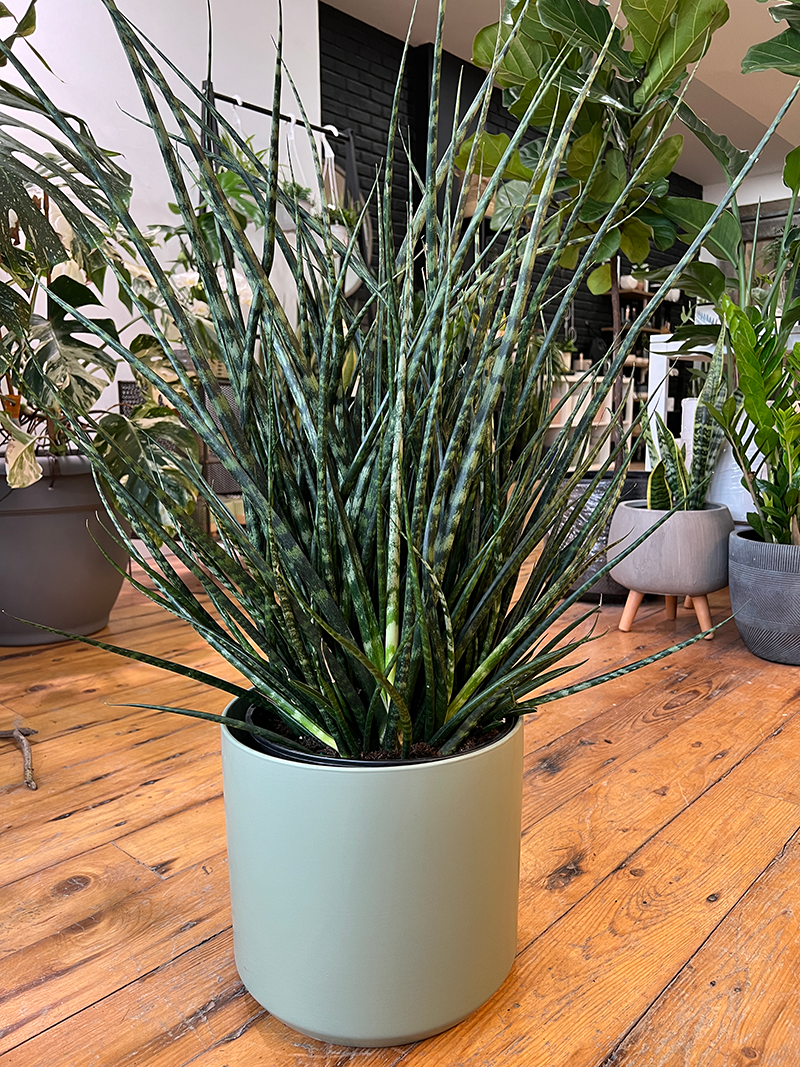 Sansevieria Fernwood - 10