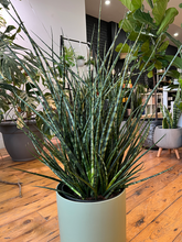 Load image into Gallery viewer, Sansevieria Fernwood - 10&quot;
