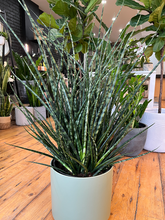 Load image into Gallery viewer, Sansevieria Fernwood - 10&quot;
