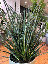 Load image into Gallery viewer, Sansevieria Fernwood - 10&quot;
