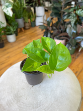 Load image into Gallery viewer, Global Green Pothos - 4&quot;
