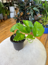 Load image into Gallery viewer, Global Green Pothos - 4&quot;

