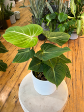 Load image into Gallery viewer, Philodendron Gloriosum - 6&quot;

