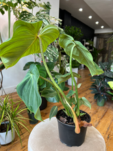 Load image into Gallery viewer, Philodendron Gloriosum - 6&quot;
