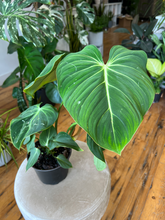 Load image into Gallery viewer, Philodendron Gloriosum - 6&quot;
