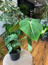 Load image into Gallery viewer, Philodendron Gloriosum - 6&quot;
