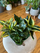 Load image into Gallery viewer, Sanseveria Hahni - 4&quot;
