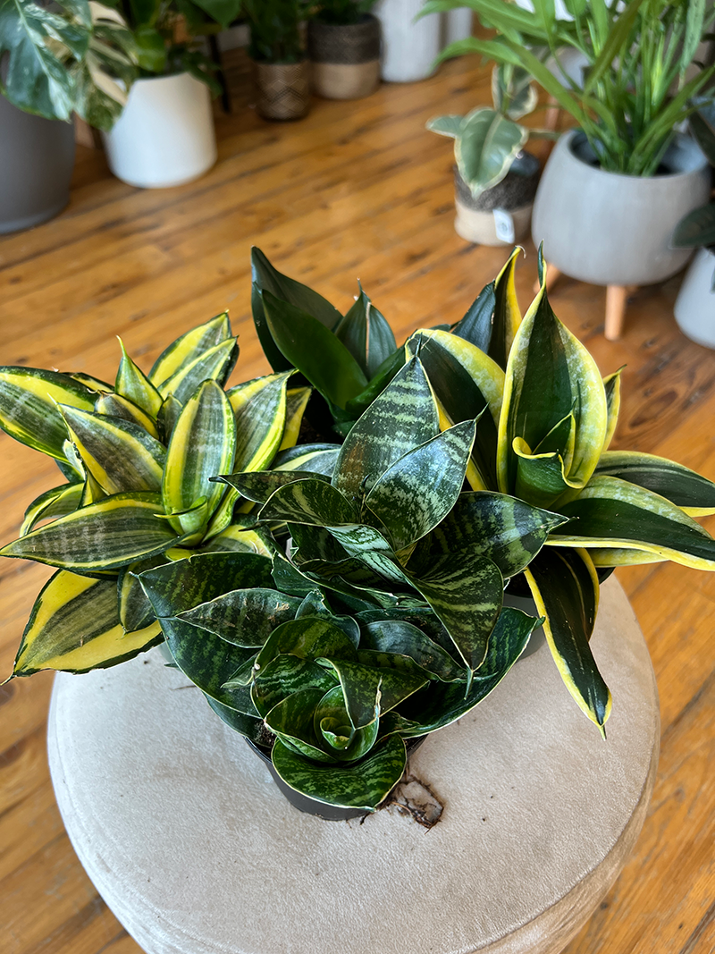 Sanseveria Hahni - 4