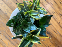 Load image into Gallery viewer, Sanseveria Hahni - 4&quot;
