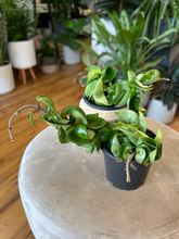 Load image into Gallery viewer, Hoya Hindu Rope - 4&quot;

